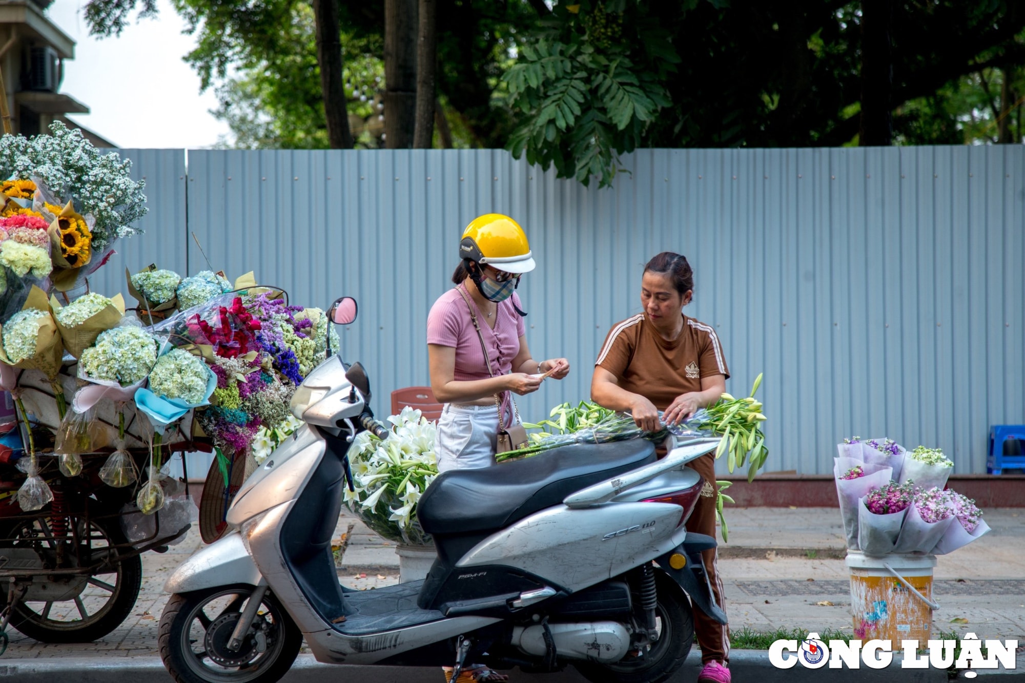hoa loa ken khoe sac trang tinh khoi giua troi ha noi hinh 7