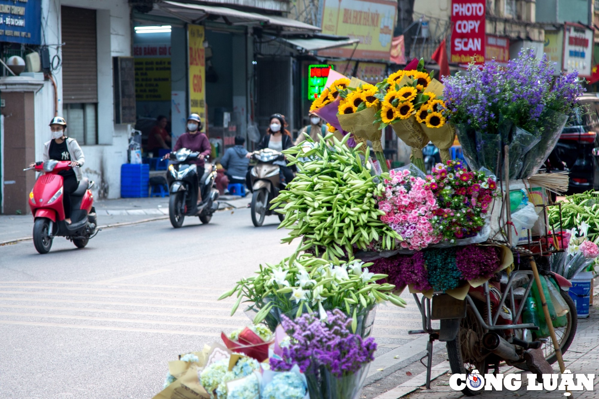 hoa loa ken khoe sac trang tinh khoi giua troi ha noi hinh 1