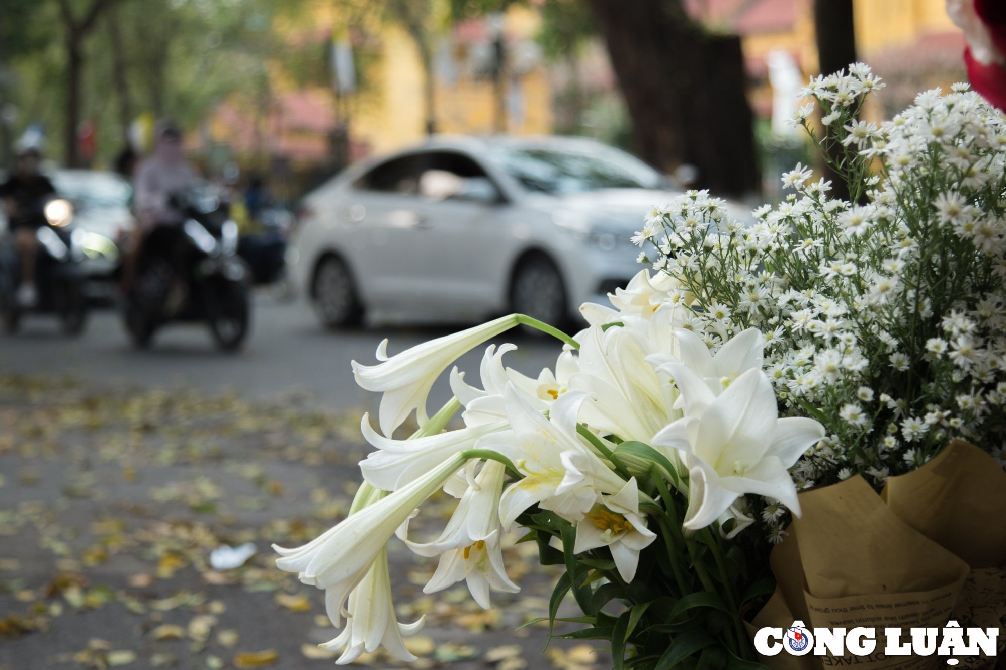 hoa loa ken khoe sac trang tinh khoi giua troi ha noi hinh 4