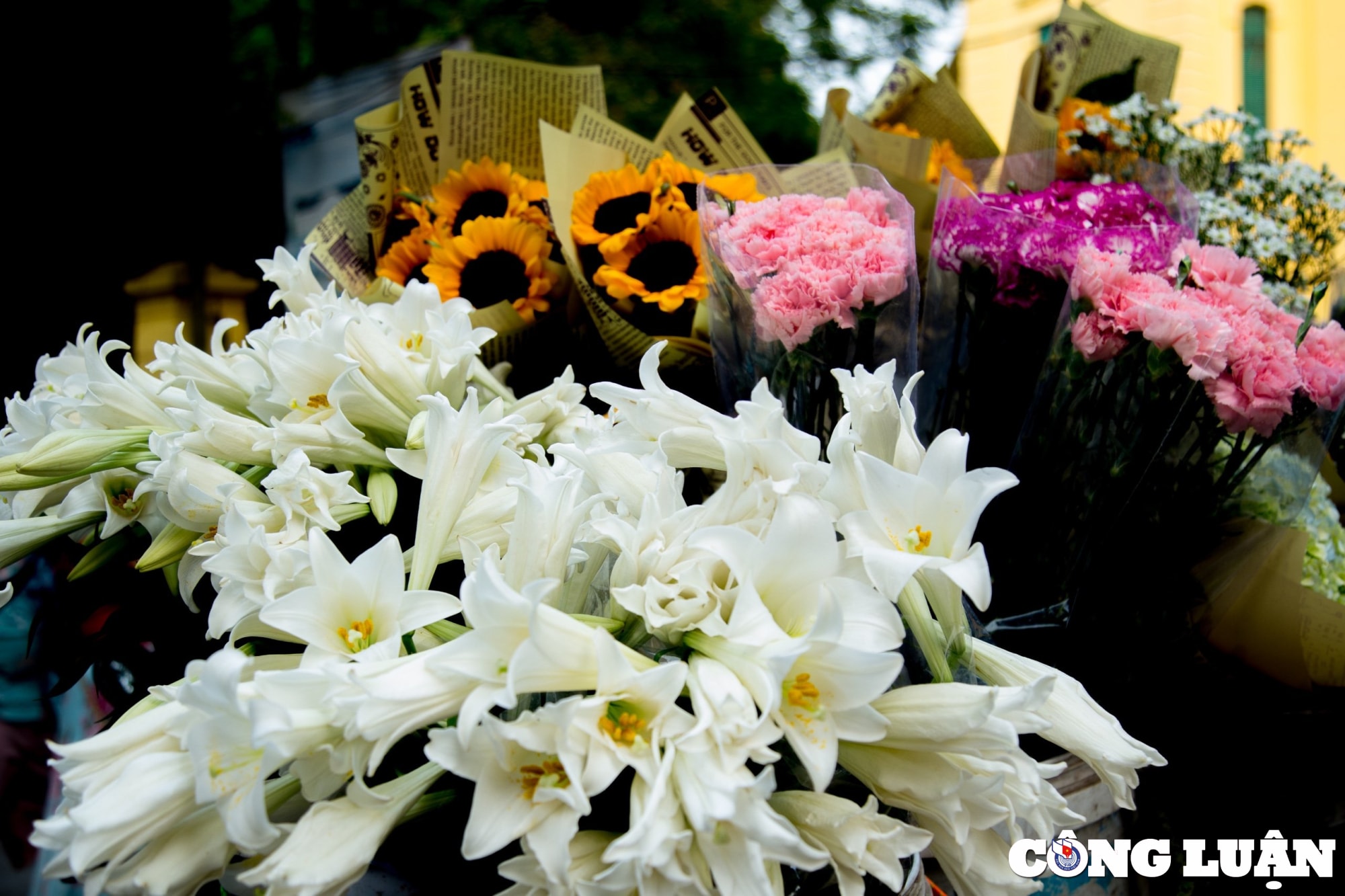 hoa loa ken khoe sac trang tinh khoi giua troi ha noi hinh 5