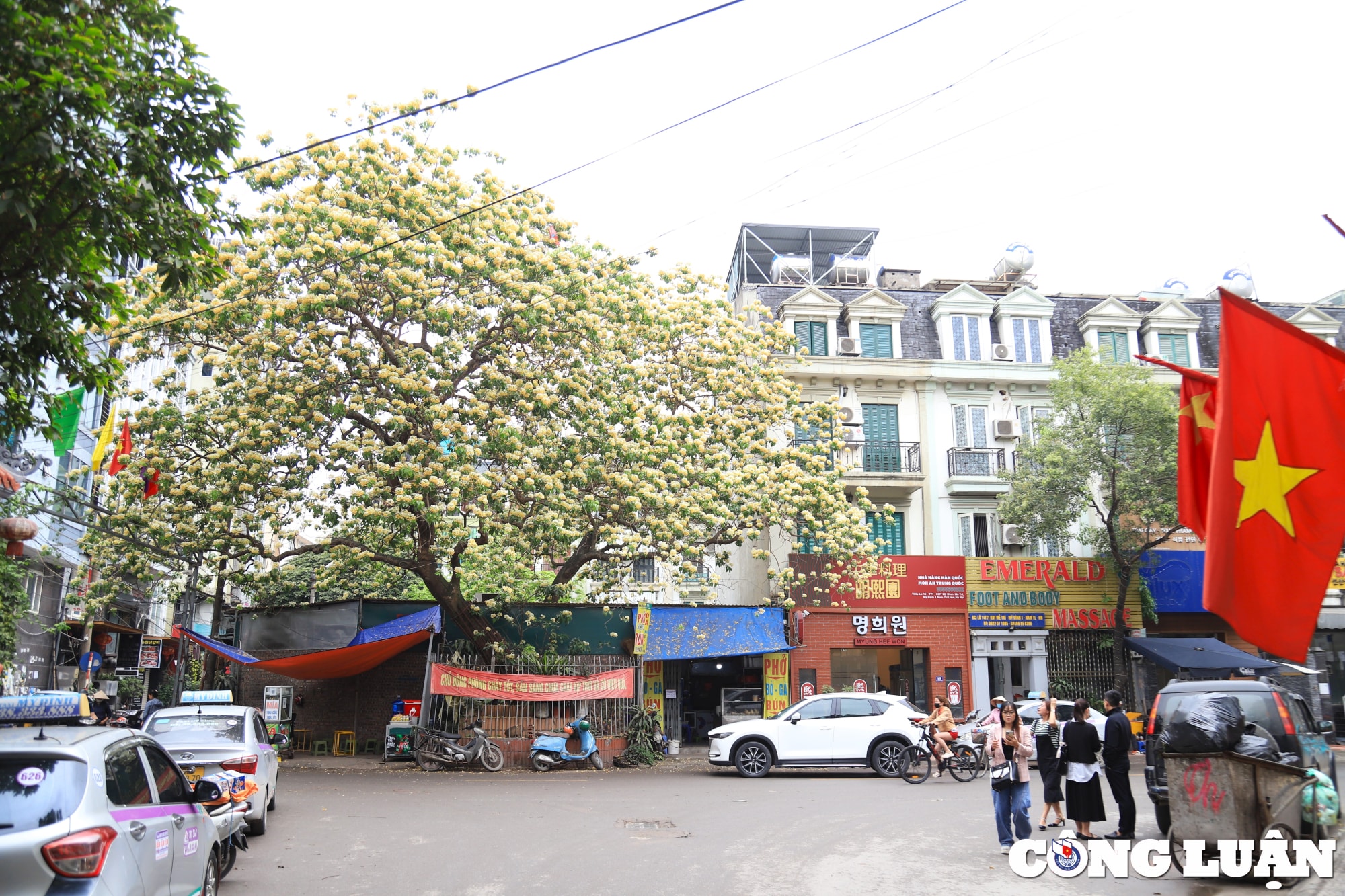 ruc ro sac hoa cay bun hon 300 tuoi o ha noi hinh 1