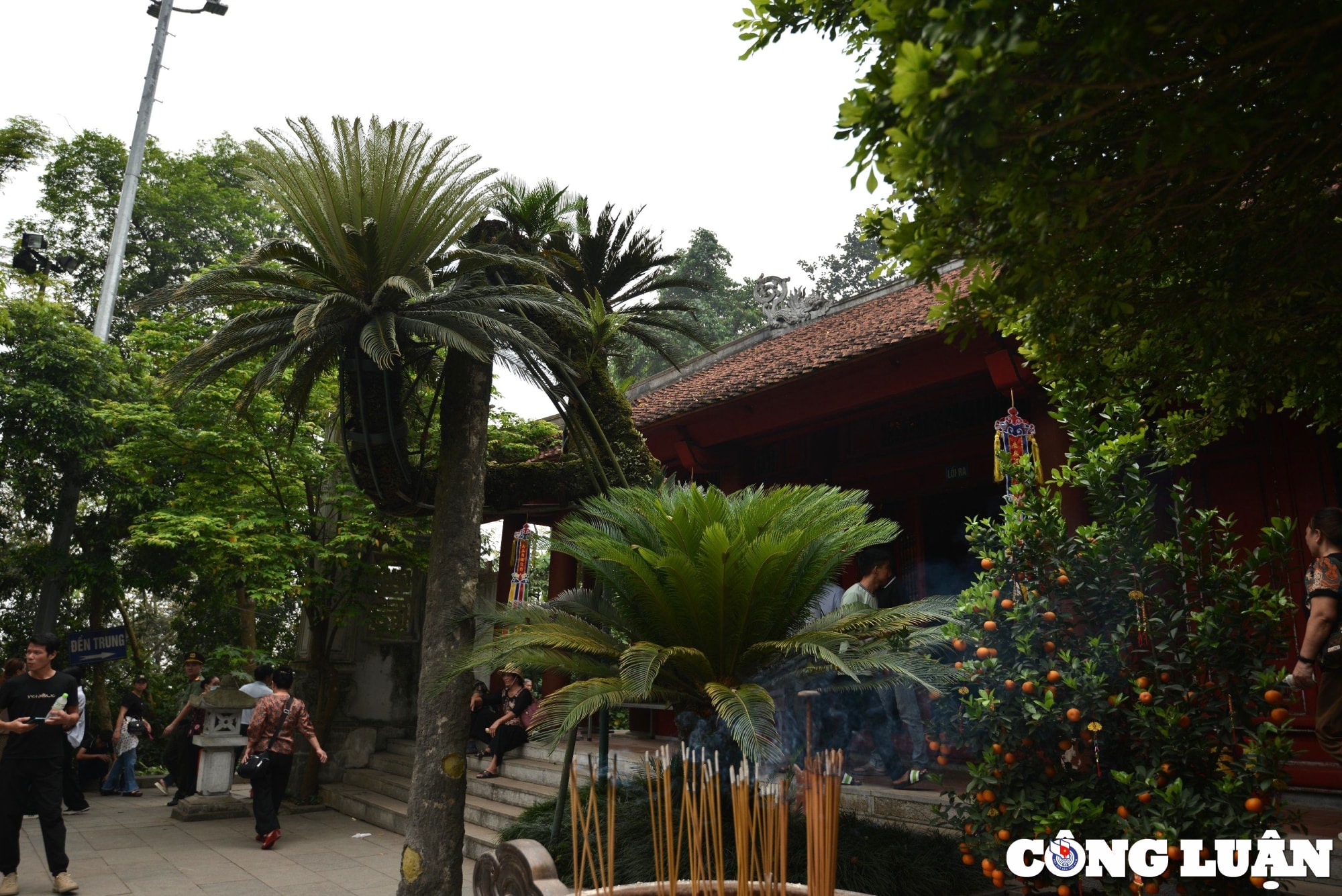 can canh cay van tue hon 800 nam tuoi o den hung hinh 4
