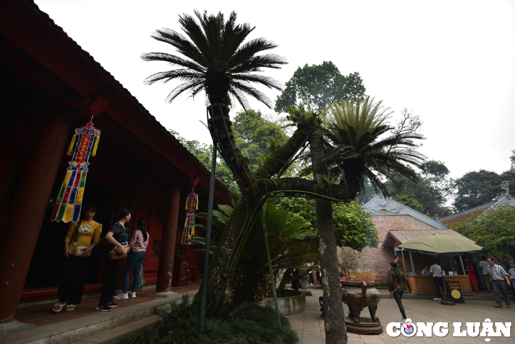 can canh cay van tue hon 800 nam tuoi o den hung hinh 10