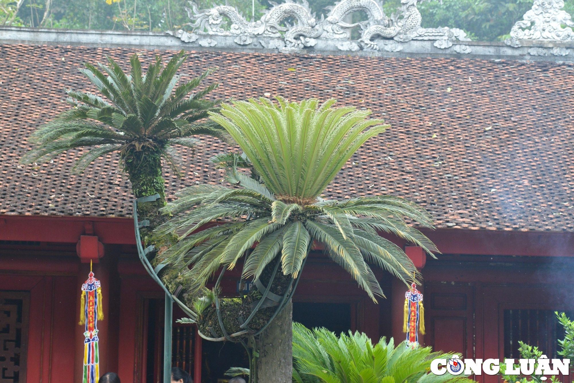 can canh cay van tue hon 800 nam tuoi o den hung hinh 8