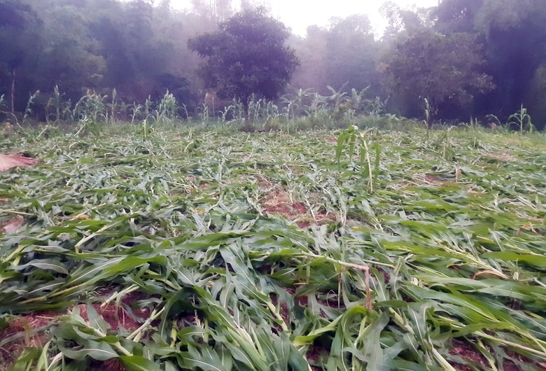 lao cai gio loc lam hong gan 250 nha dan va nhieu dien tich hoa mau hinh 2