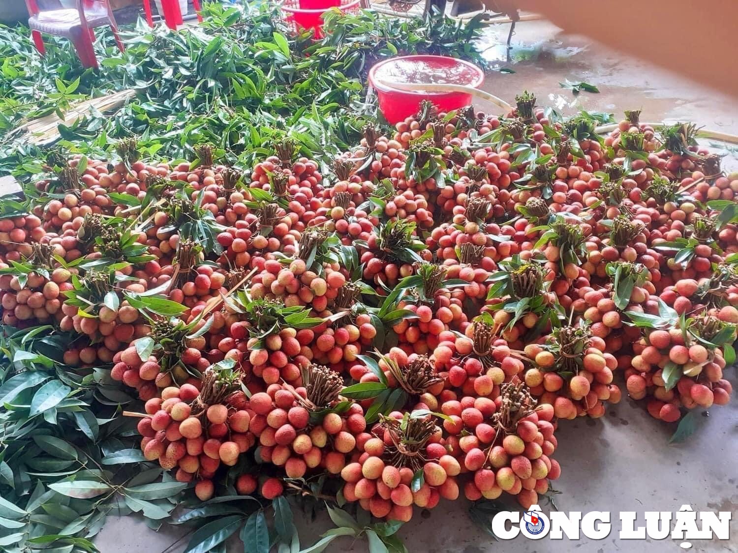 gia vai u hong chin som tang len hon 100000 dong kg nhung nong dan van kem vui hinh 2