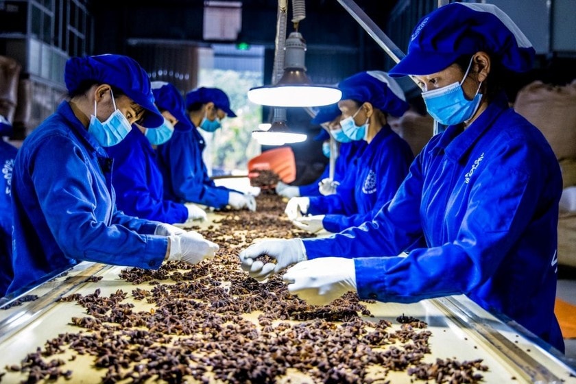 thu tuong pham minh chinh kip thoi xu ly cac vuong mac trong xuat khau duoc lieu hinh 1