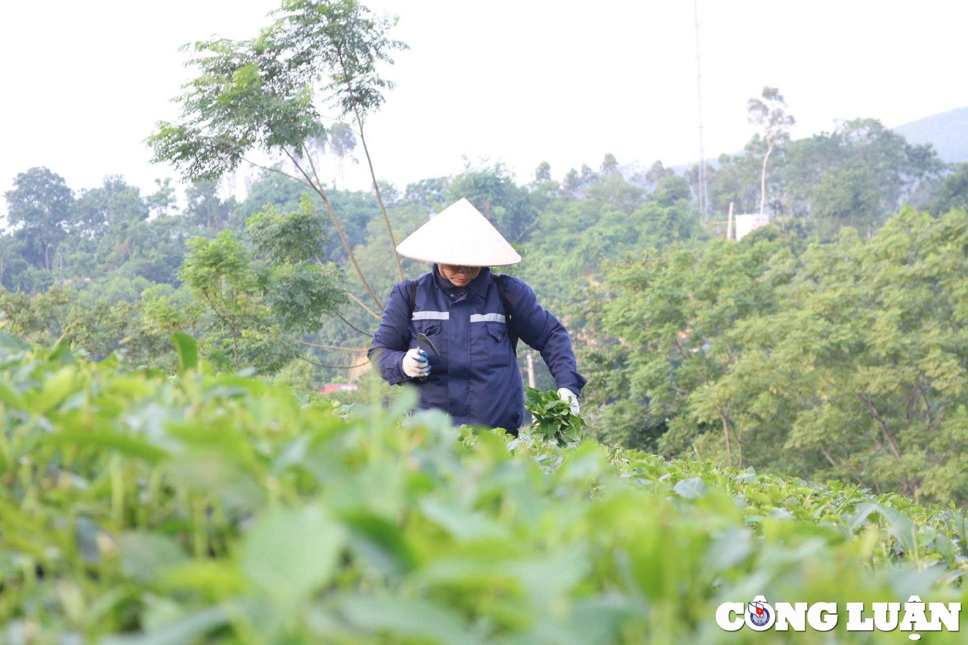 ngo ngang ve dep doi che xanh giua nui rung tuyen quang hinh 4