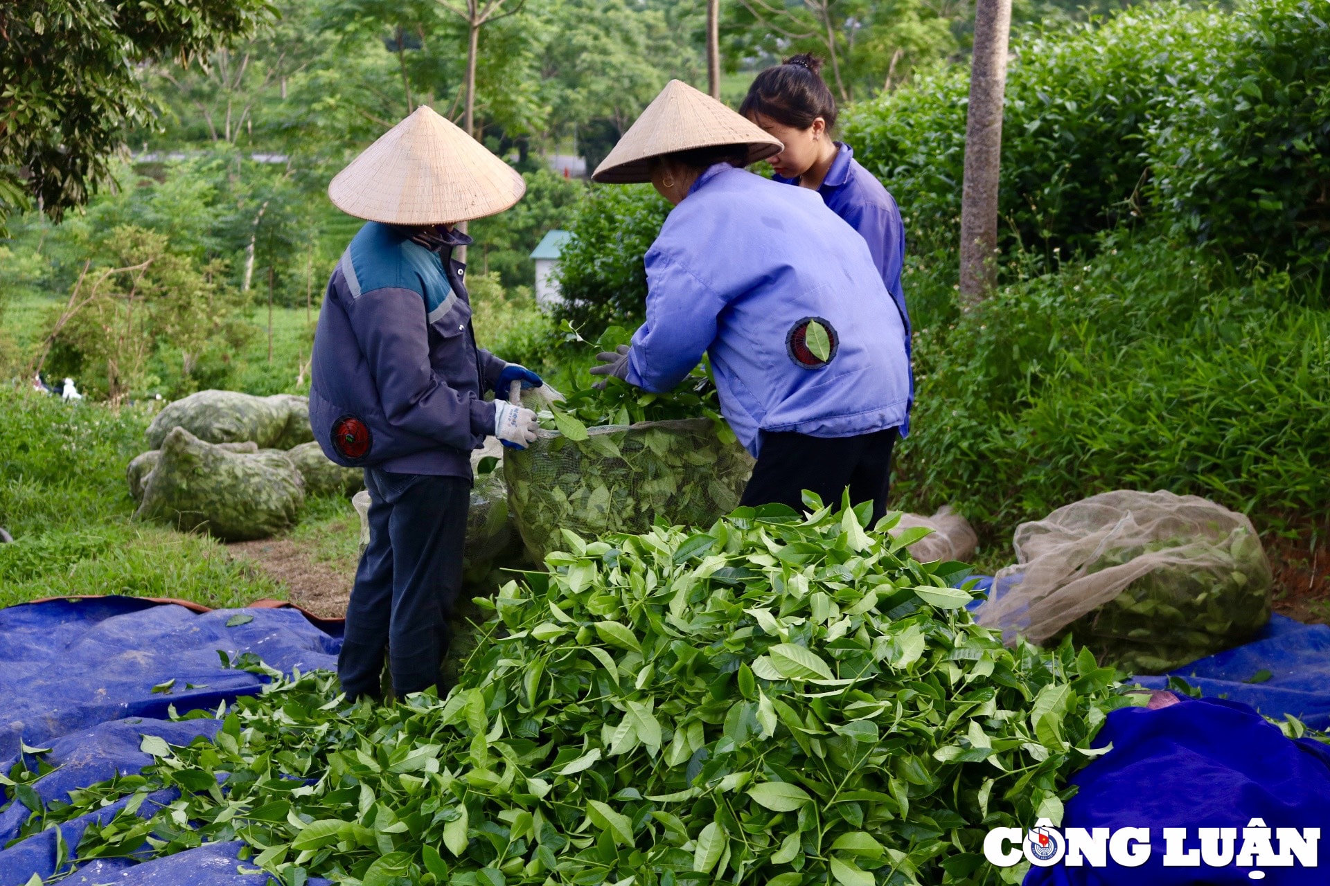 ngo ngang ve dep doi che xanh giua nui rung tuyen quang hinh 5