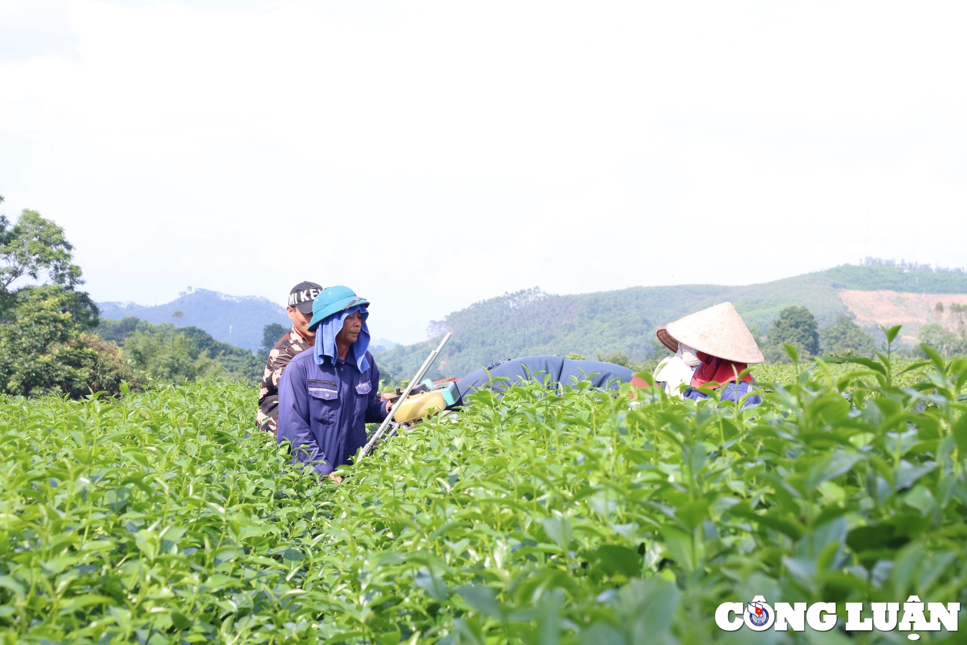ngo ngang ve dep doi che xanh giua nui rung tuyen quang hinh 12