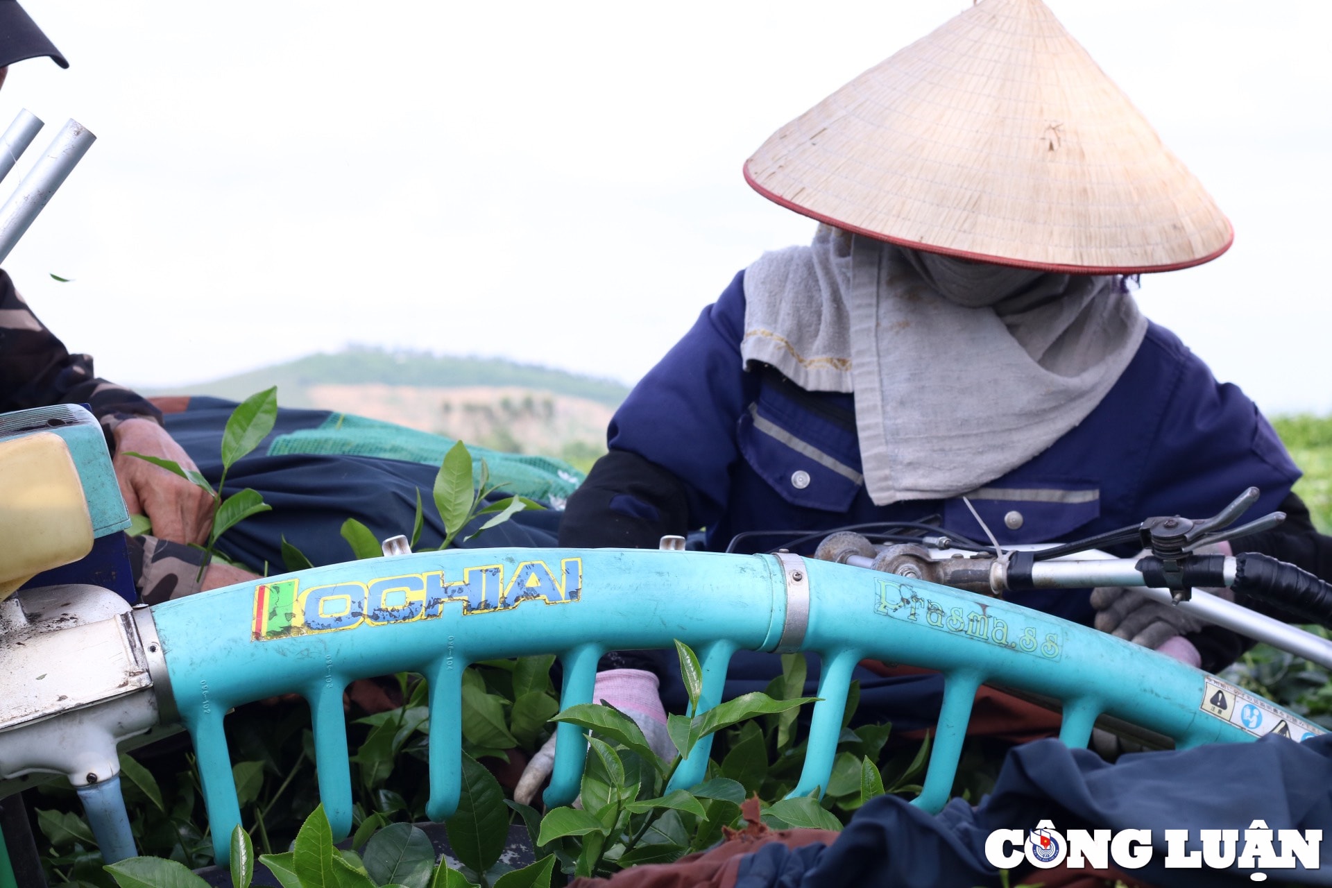 ngo ngang ve dep doi che xanh giua nui rung tuyen quang hinh 9