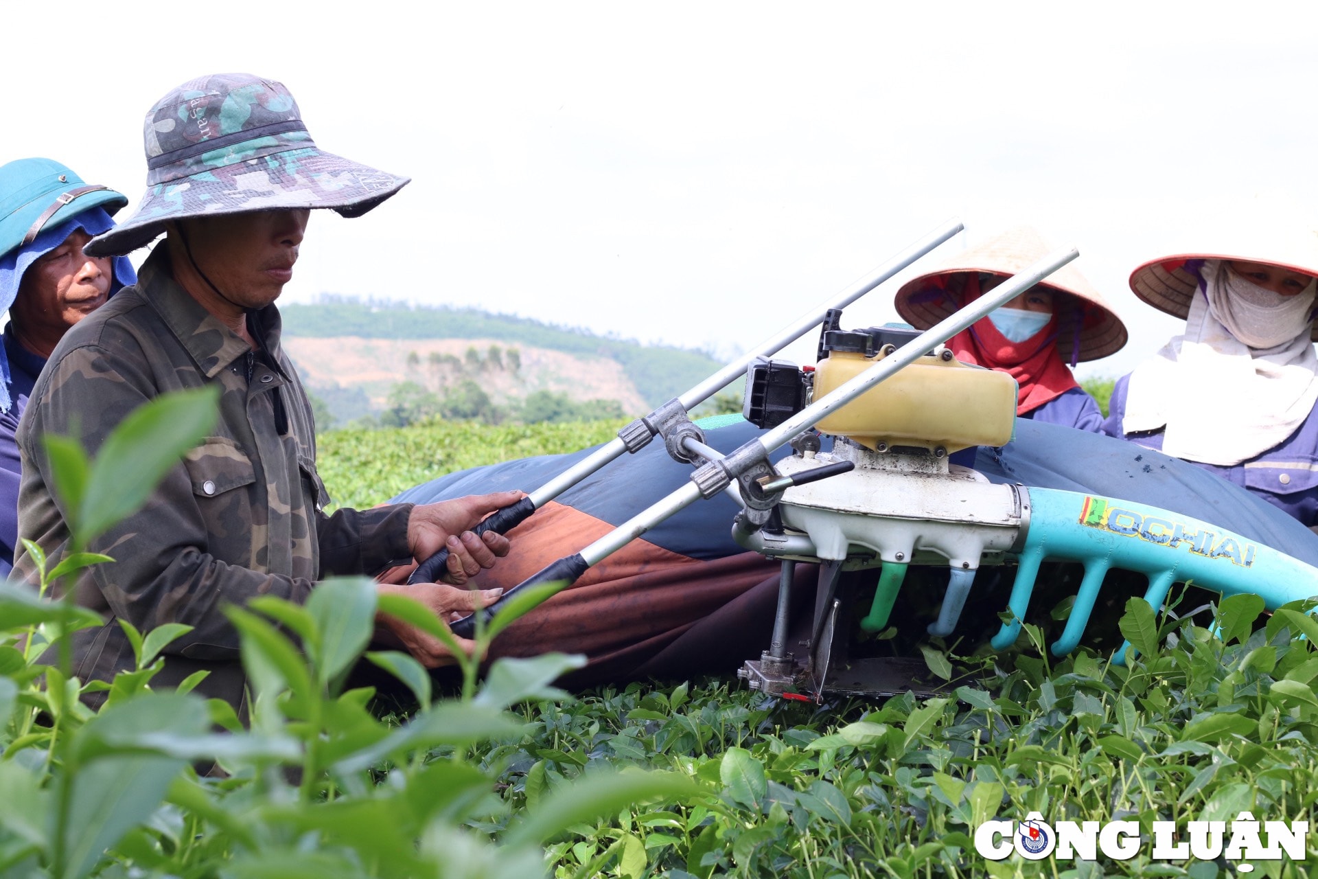 ngo ngang ve dep doi che xanh giua nui rung tuyen quang hinh 7