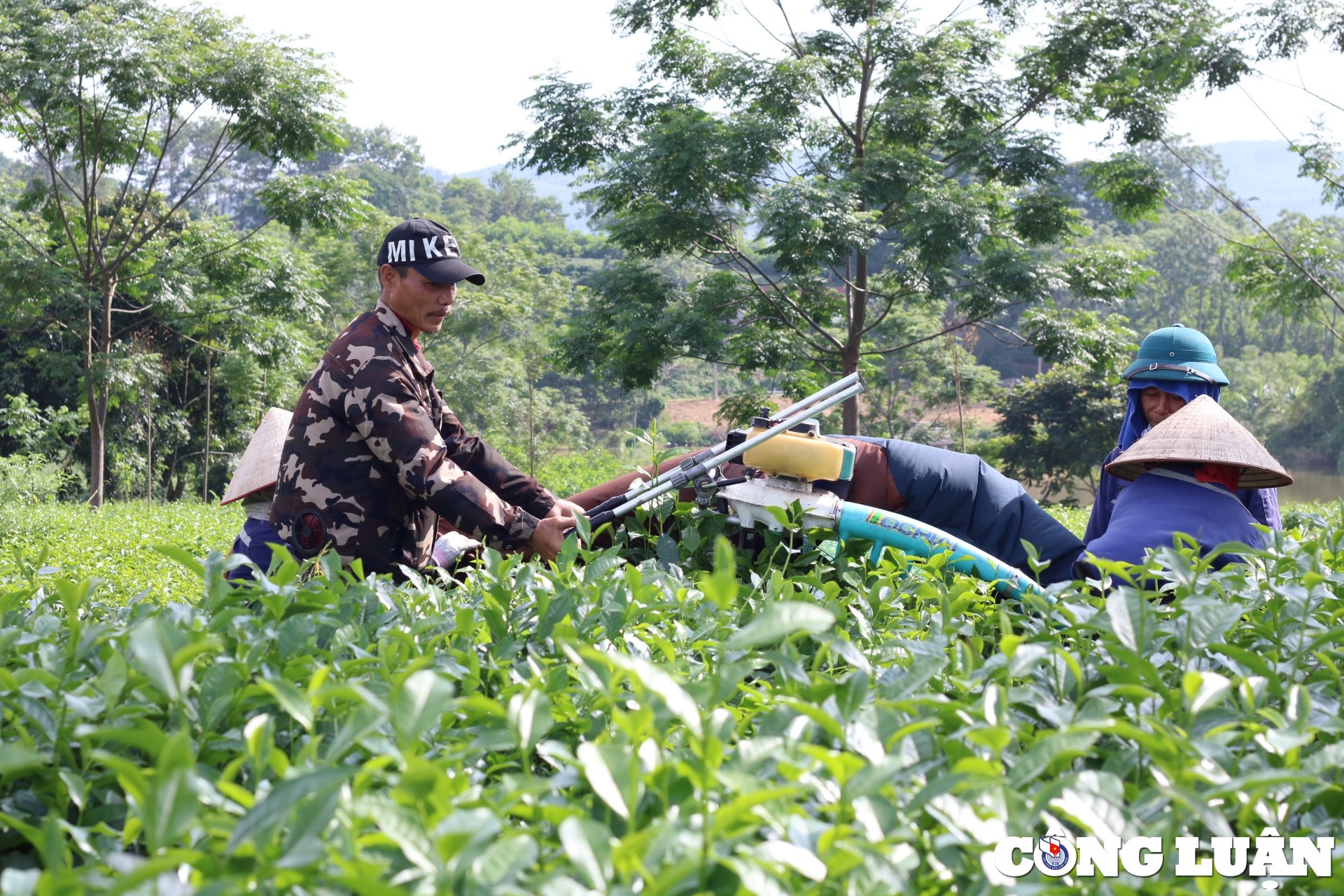 ngo ngang ve dep doi che xanh giua nui rung tuyen quang hinh 8