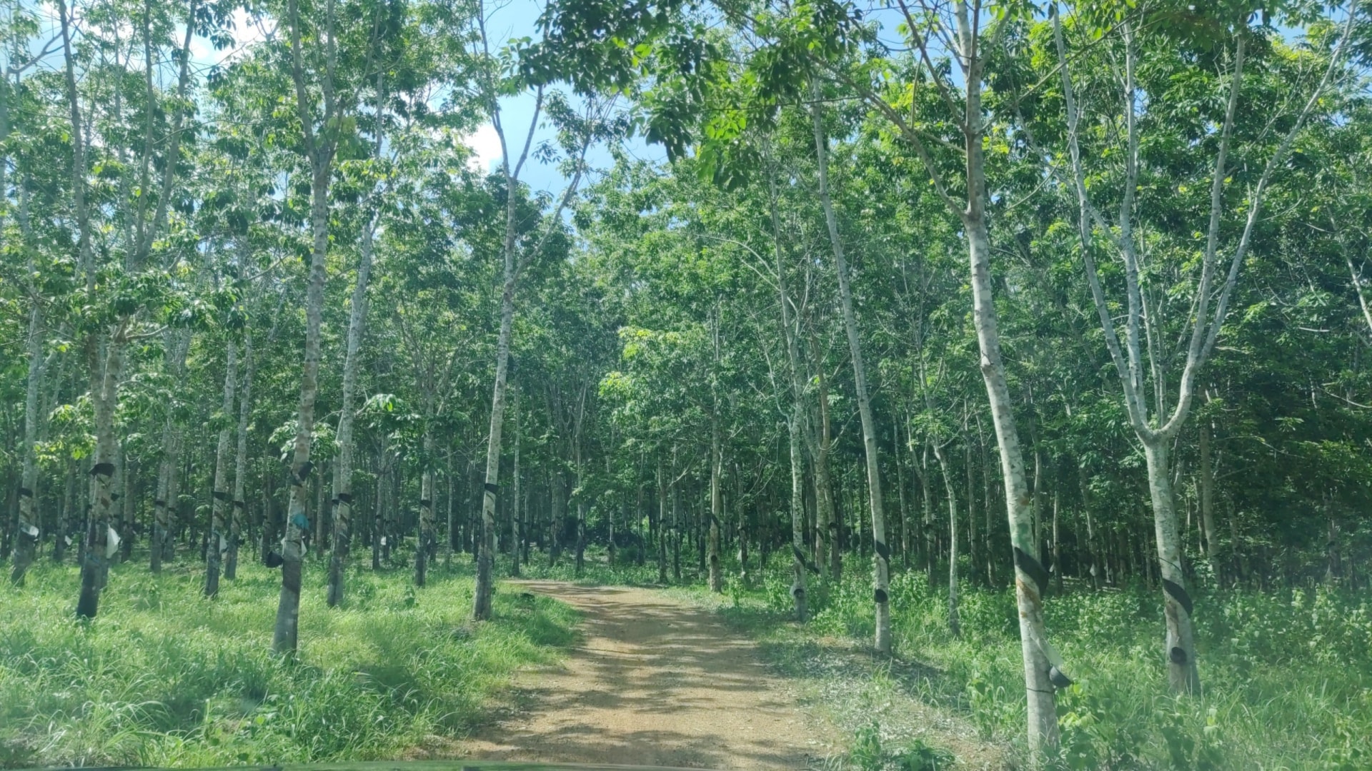 gia lai ky la hang tram ha cao su vo chu tren dat rung van duoc khai thac thuong xuyen hinh 3