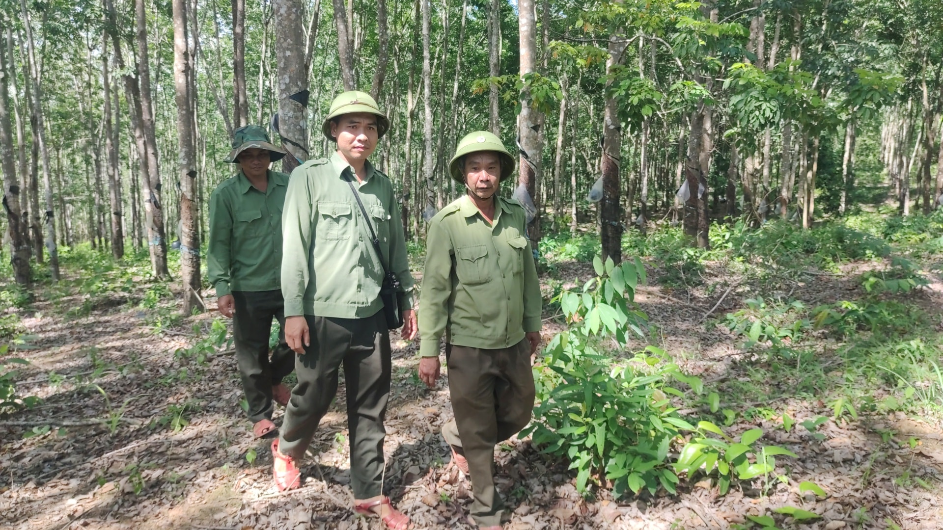 gia lai ky la hang tram ha cao su vo chu tren dat rung van duoc khai thac thuong xuyen hinh 4