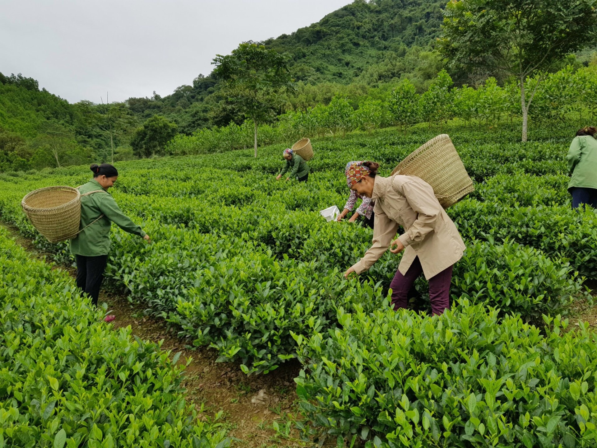 can thu hut moi nguon luc dau tu vao vung nui khu vuc ngheo nhat ca nuoc hinh 1