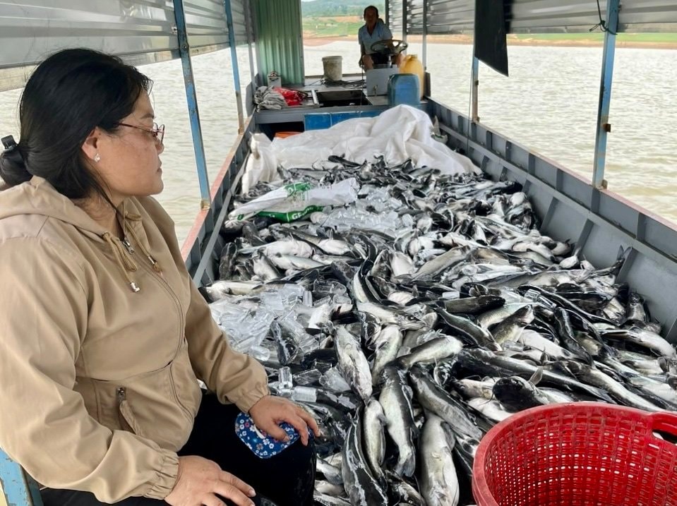 vu ca chet trang tren long ho thuy dien o kon tum da co ket qua kiem tra mau nuoc hinh 1