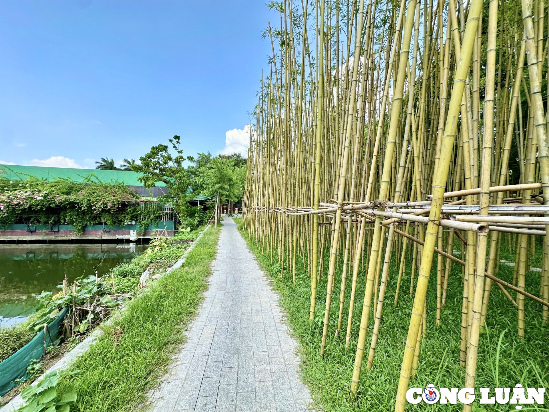 chiem nguong 7500 cay truc ben ho truc bach ha noi hinh 6