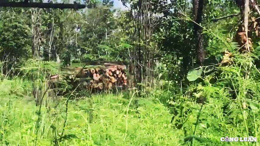 chu prong gia lai rung tu nhien tai khu vuc bien gioi xa ia mo dang bi buc tu hinh 2