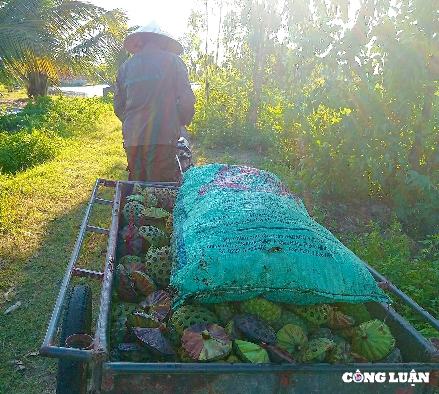 nguoi dan thanh hoa kiem bac trieu ngay nho thu hoach dai sen hinh 2