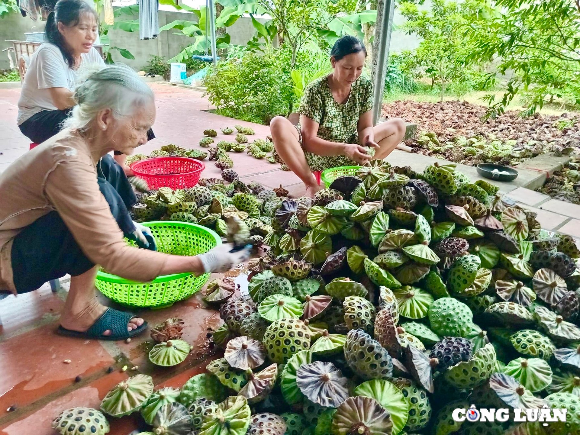 nguoi dan thanh hoa kiem bac trieu ngay nho thu hoach dai sen hinh 4