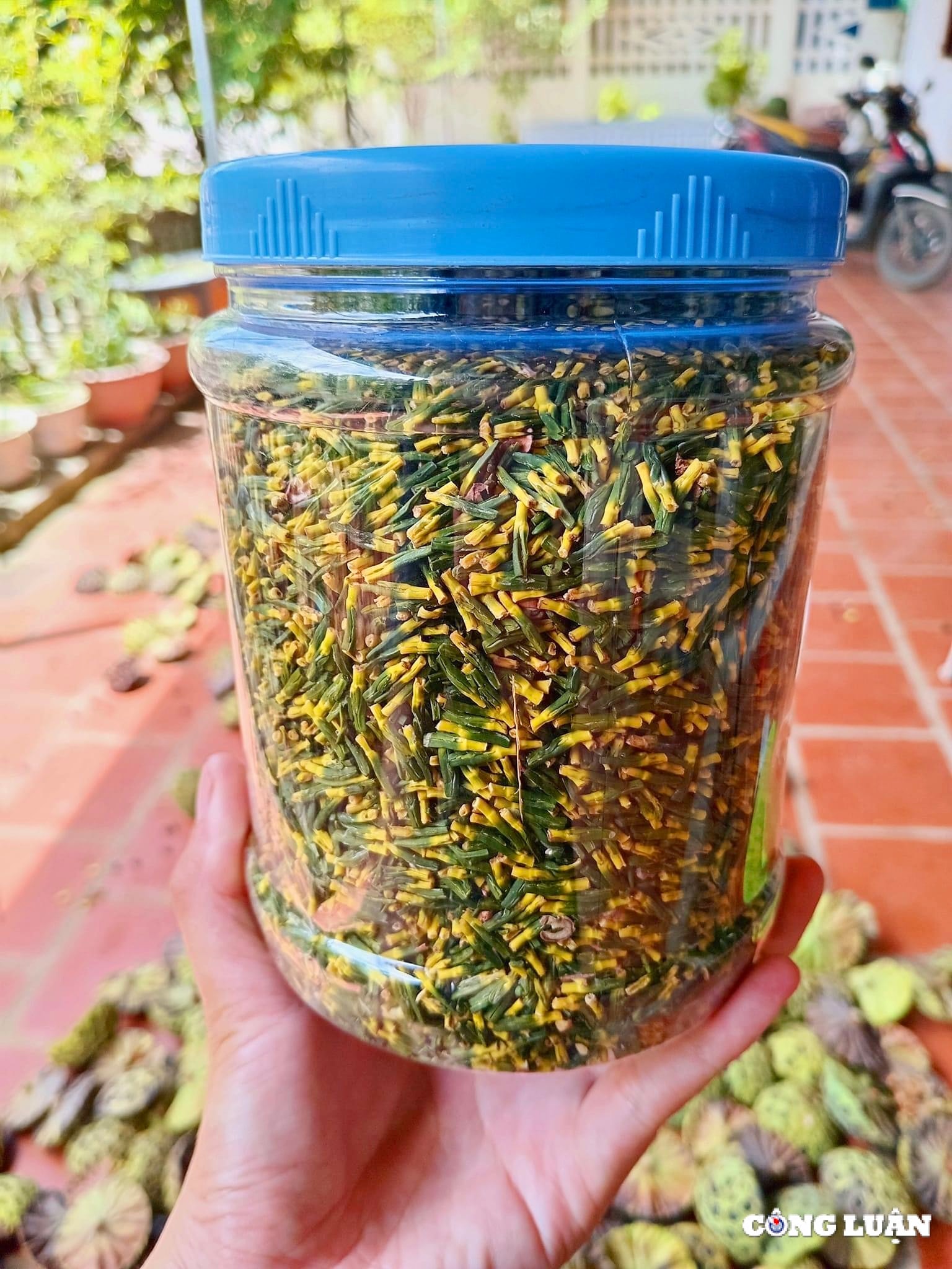 nguoi dan thanh hoa kiem bac trieu ngay nho thu hoach dai sen hinh 10