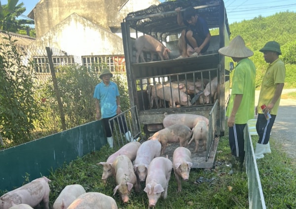 nhan vien trang trai ban trom 41 con lon hinh 2