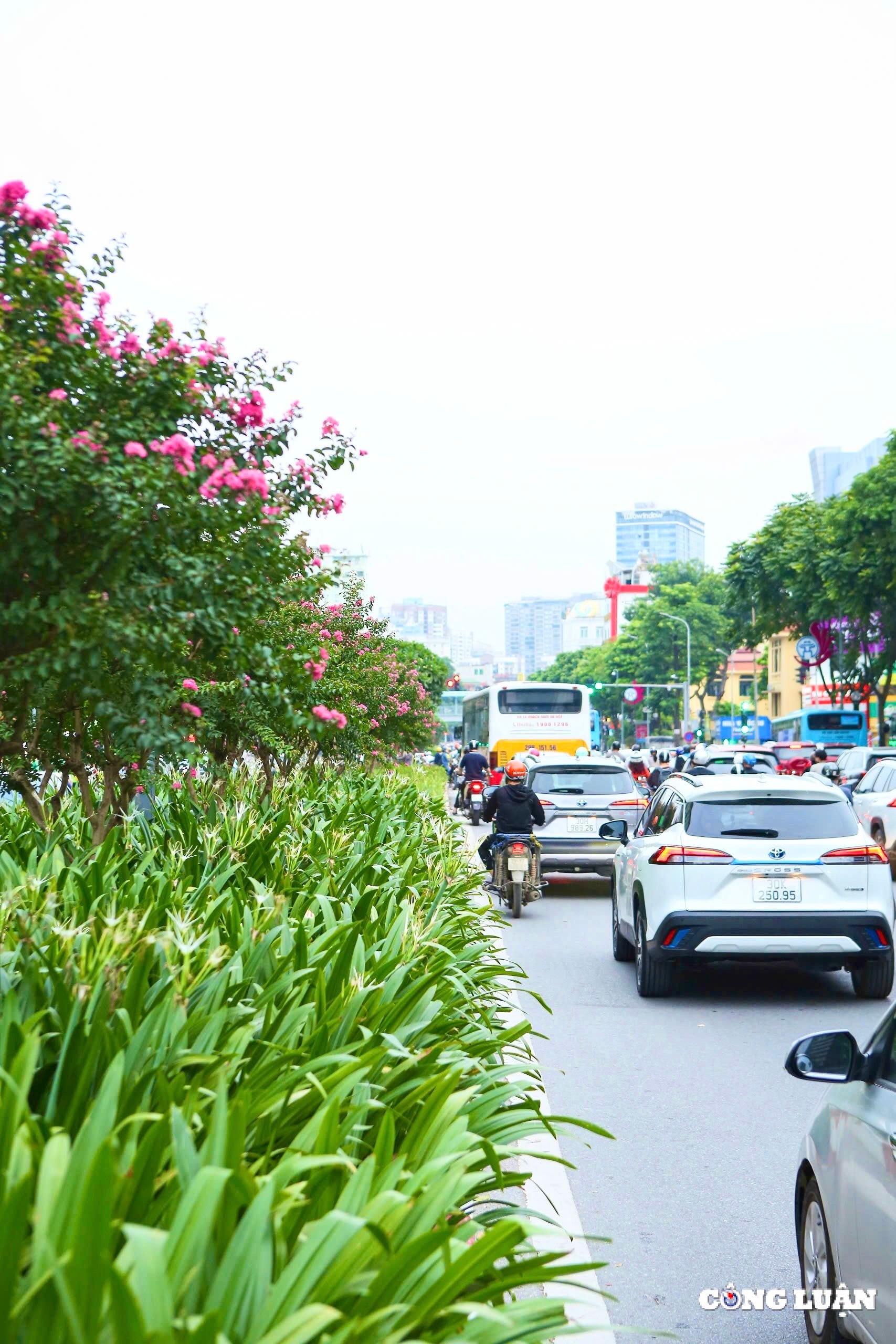 hoa tuong vi khoe sac tren nhieu cung duong tai thu do ha noi hinh 5