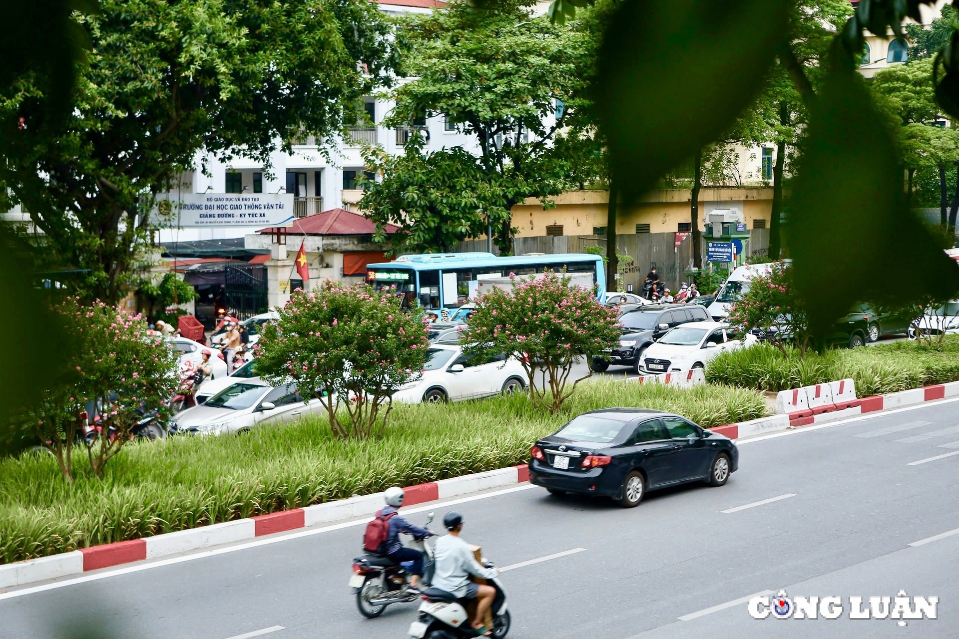 hoa tuong vi khoe sac tren nhieu cung duong tai thu do ha noi hinh 6