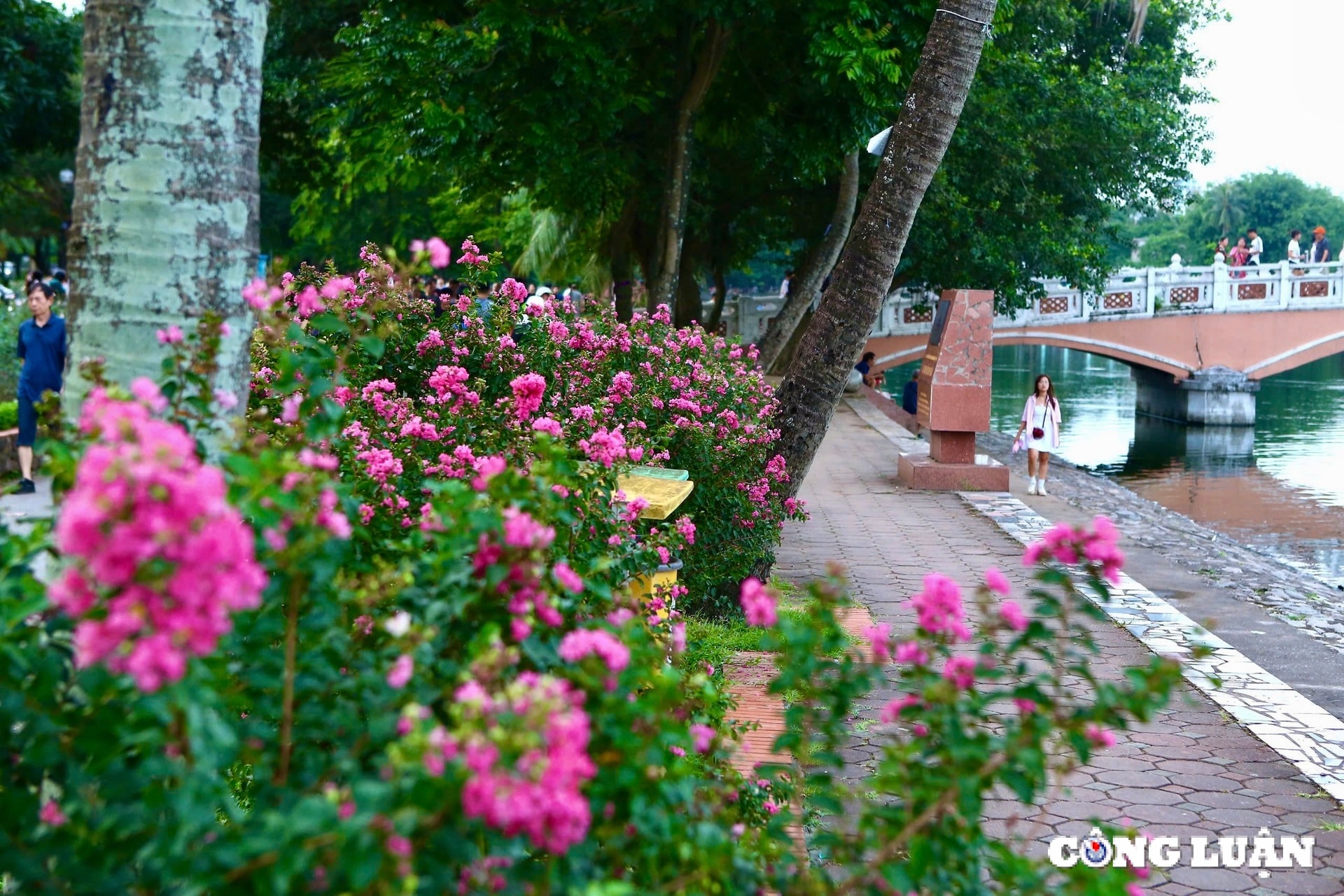 hoa tuong vi khoe sac tren nhieu cung duong tai thu do ha noi hinh 10