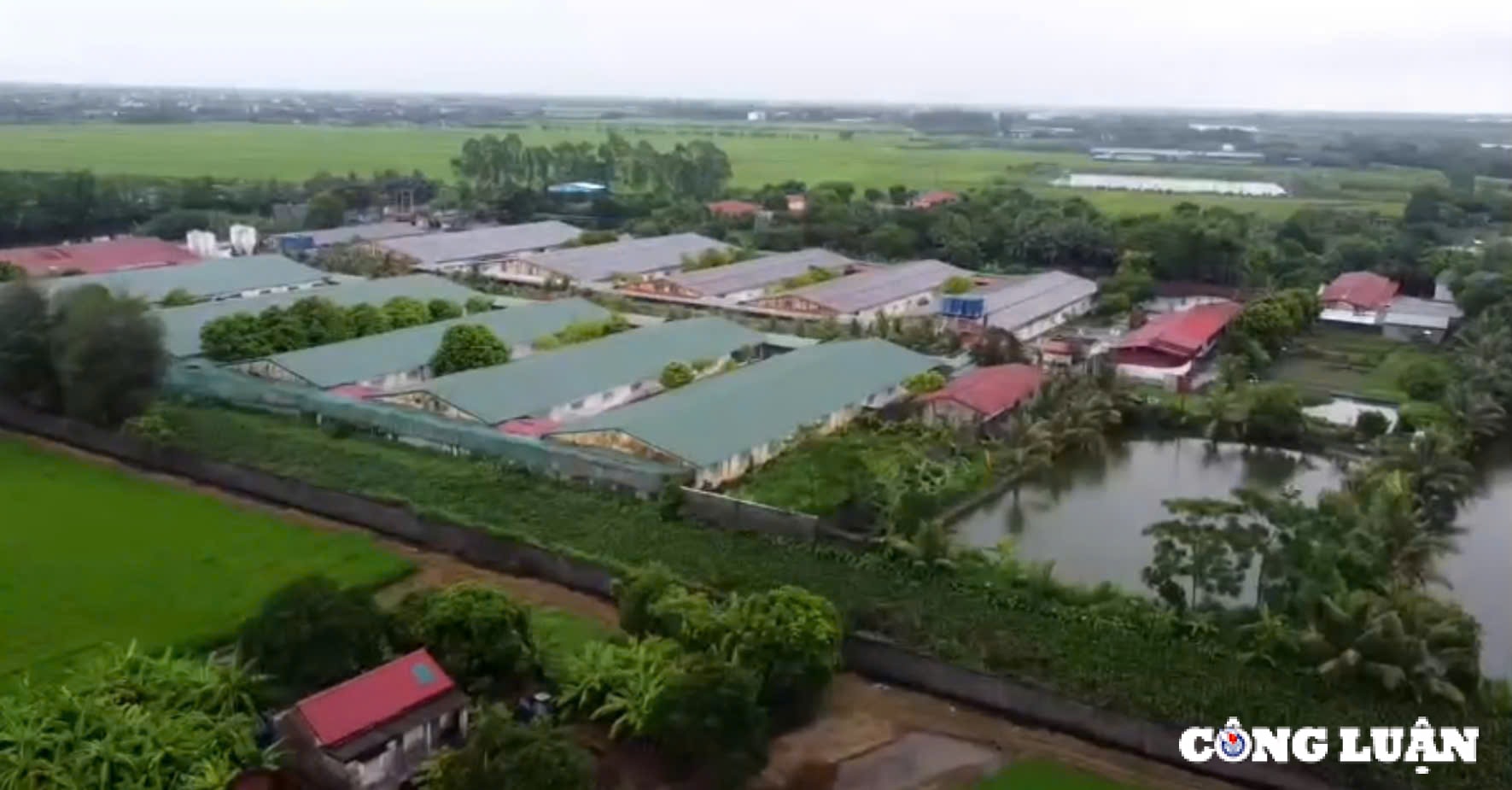 trang trai lon o xa dong a bi xu phat hon 400 trieu dong vi vi pham moi truong hinh 3