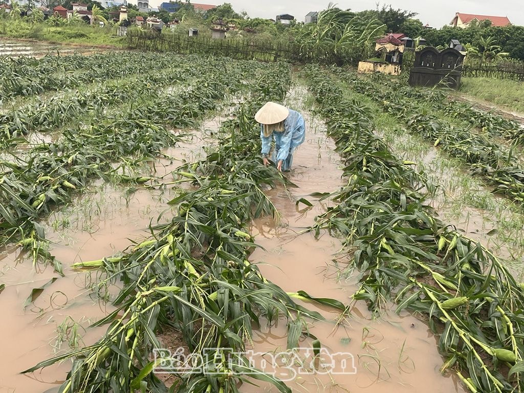 hung yen tap trung khac phuc hau qua do anh huong cua bao so 3 hinh 2