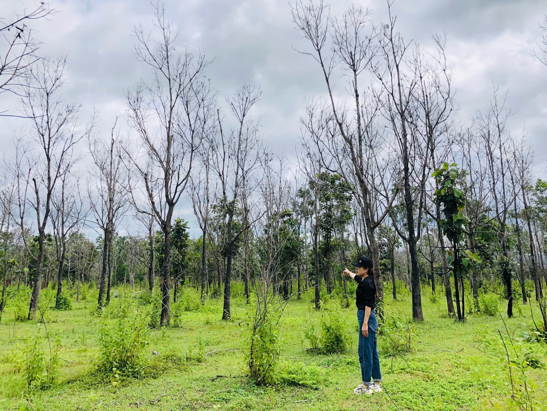 gia lai cham dut du an trong cao su vi doanh nghiep khong thuc hien du an va nghia vu tai chinh hinh 1