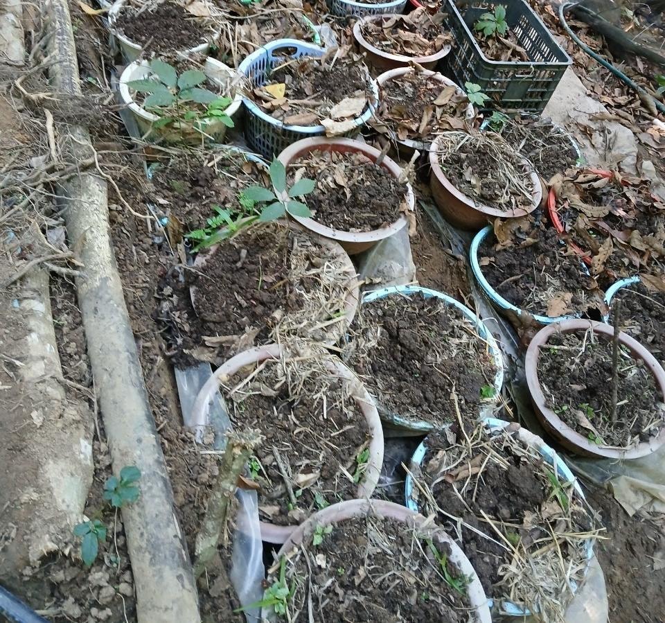 lien tiep xay ra tinh trang mat trom sam ngoc linh nguoi dan kon tum dung ngoi khong yen hinh 4