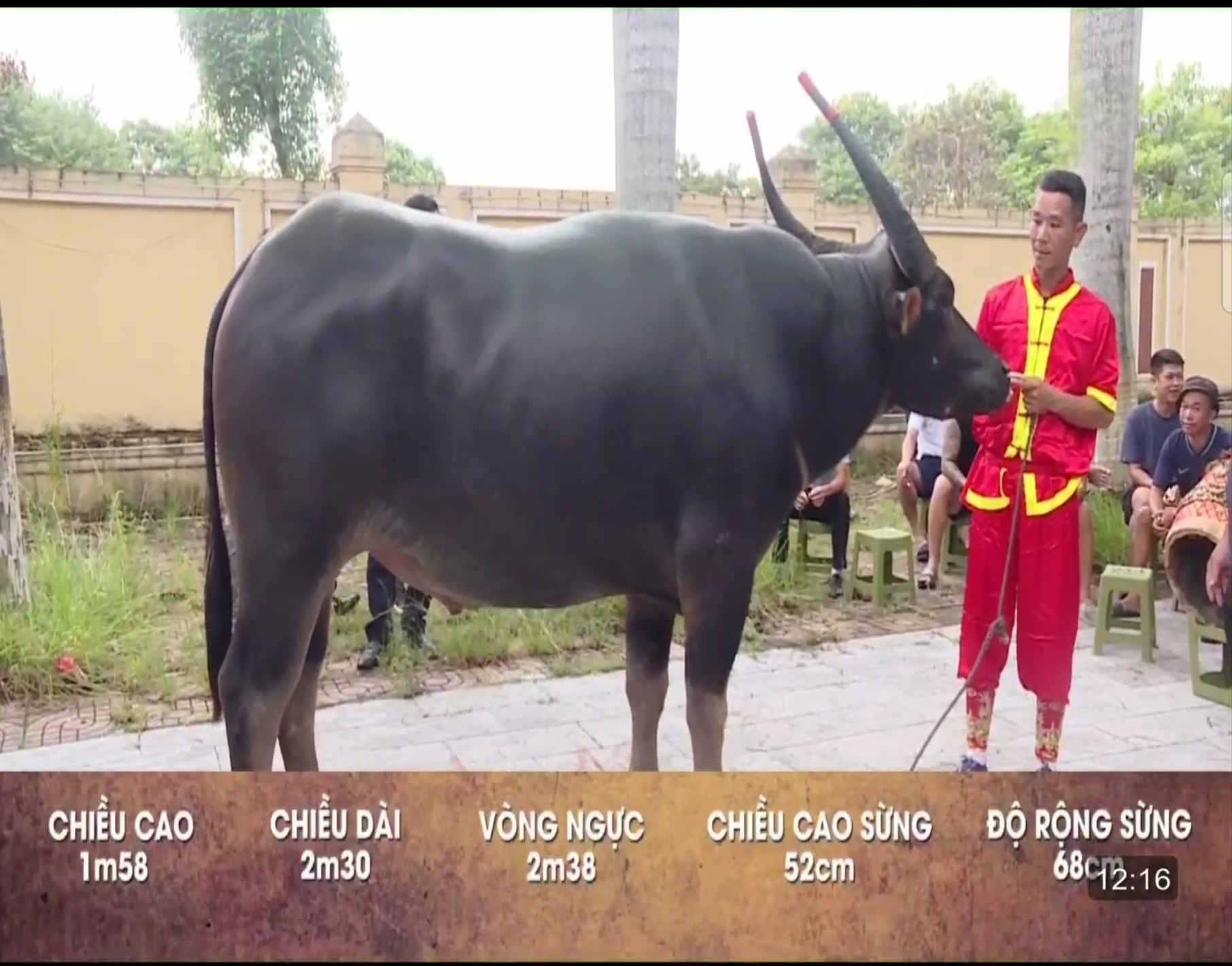 le hoi choi trau do son 2024 ong trau so 4 dung manh gianh vo dich hinh 2