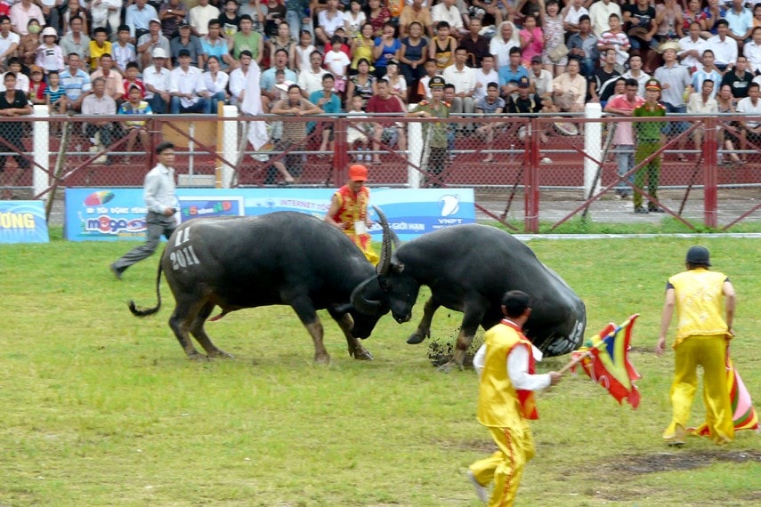 hom nay 21 9 khai hoi le hoi choi trau truyen thong do son nam 2024 hinh 1