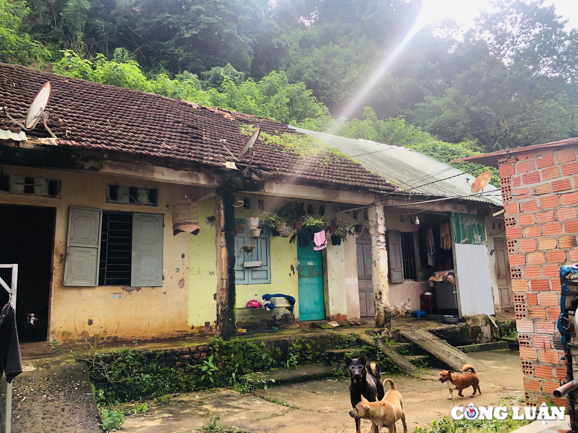gia lai hang chuc nam song thap thom trong vung sat lo dan ngheo mong duoc an cu hinh 1