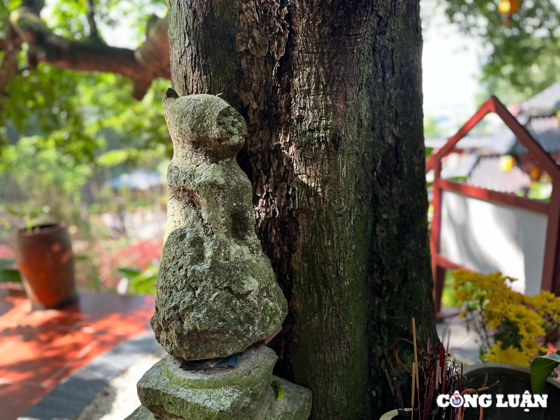 khong gian ngoi chua co co cay thi gan 400 nam tuoi o ha nam hinh 6