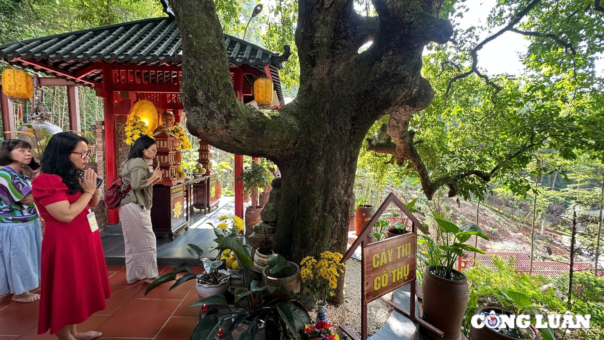 khong gian ngoi chua co co cay thi gan 400 nam tuoi o ha nam hinh 5