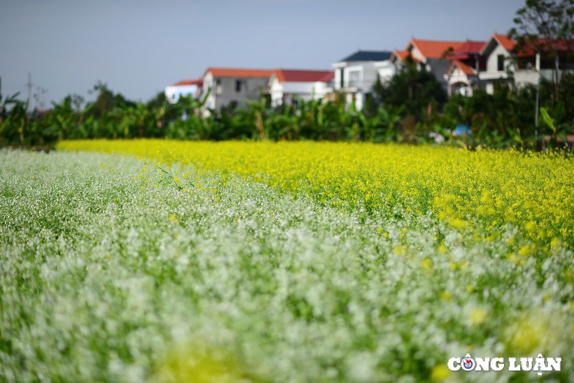 canh dong hoa cai vang khoe sac ruc ro o ngoai thanh thu do ha noi hinh 5