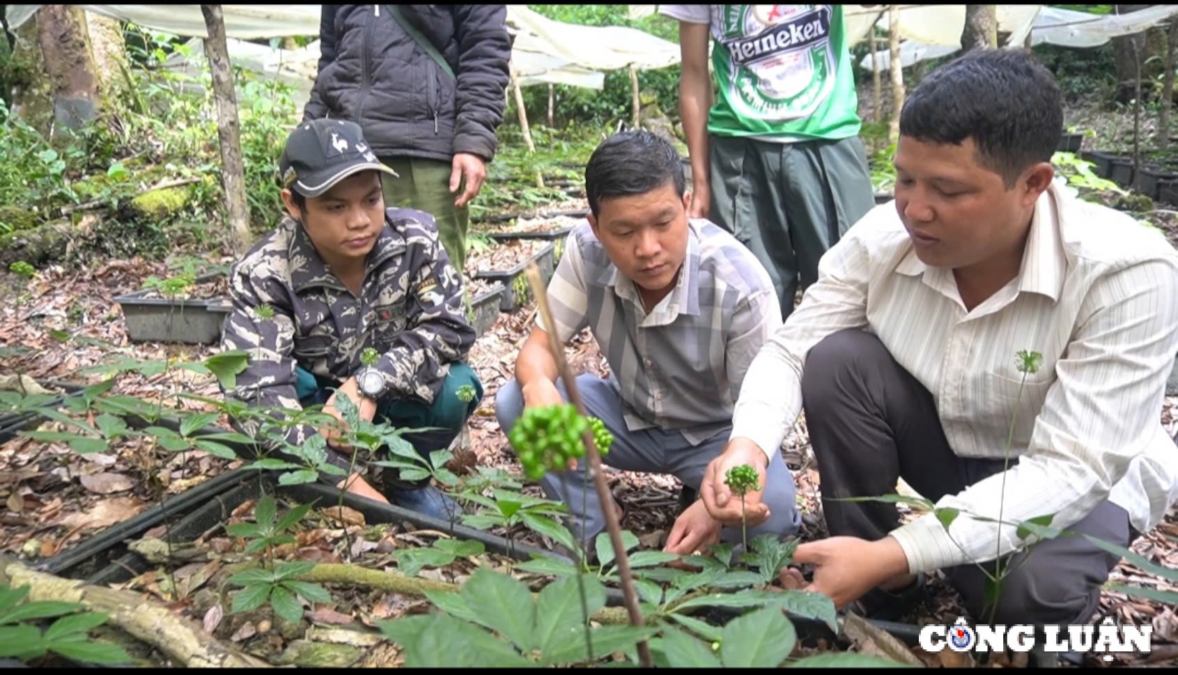 kon tum hoi thao sam ngoc linh mo ra co hoi lon cho nguoi trong va ca nganh sam hinh 2