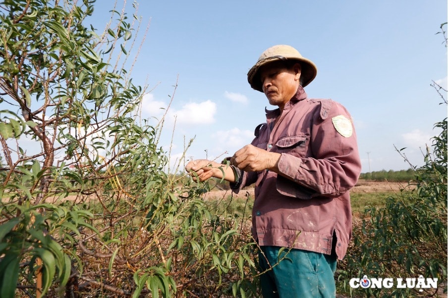 thai binh vuon dao minh tan vao mua tuot la hinh 2
