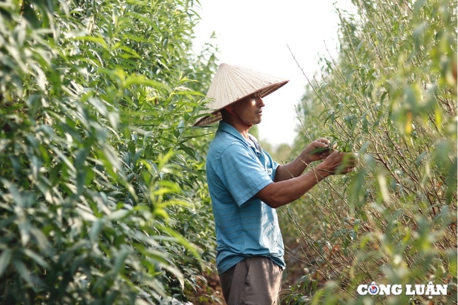 thai binh vuon dao minh tan vao mua tuot la hinh 4