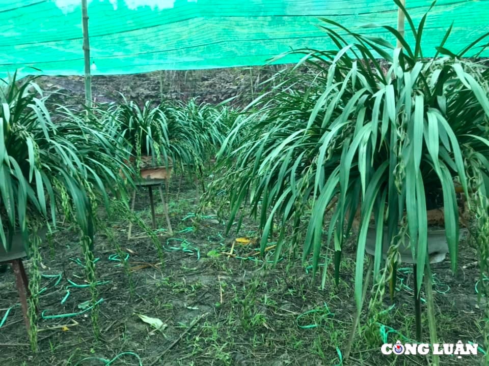 lao cai cho hoa dia lan sa pa tet at ty nhieu nguoi xem con it nguoi mua hinh 4