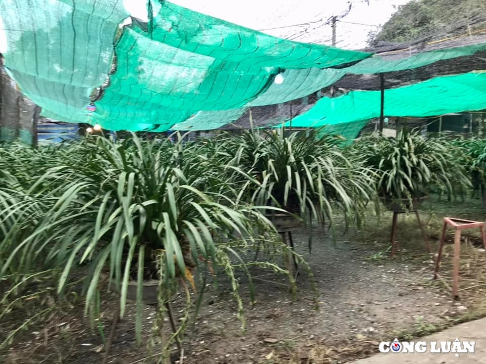 lao cai cho hoa dia lan sa pa tet at ty nhieu nguoi xem con it nguoi mua hinh 2
