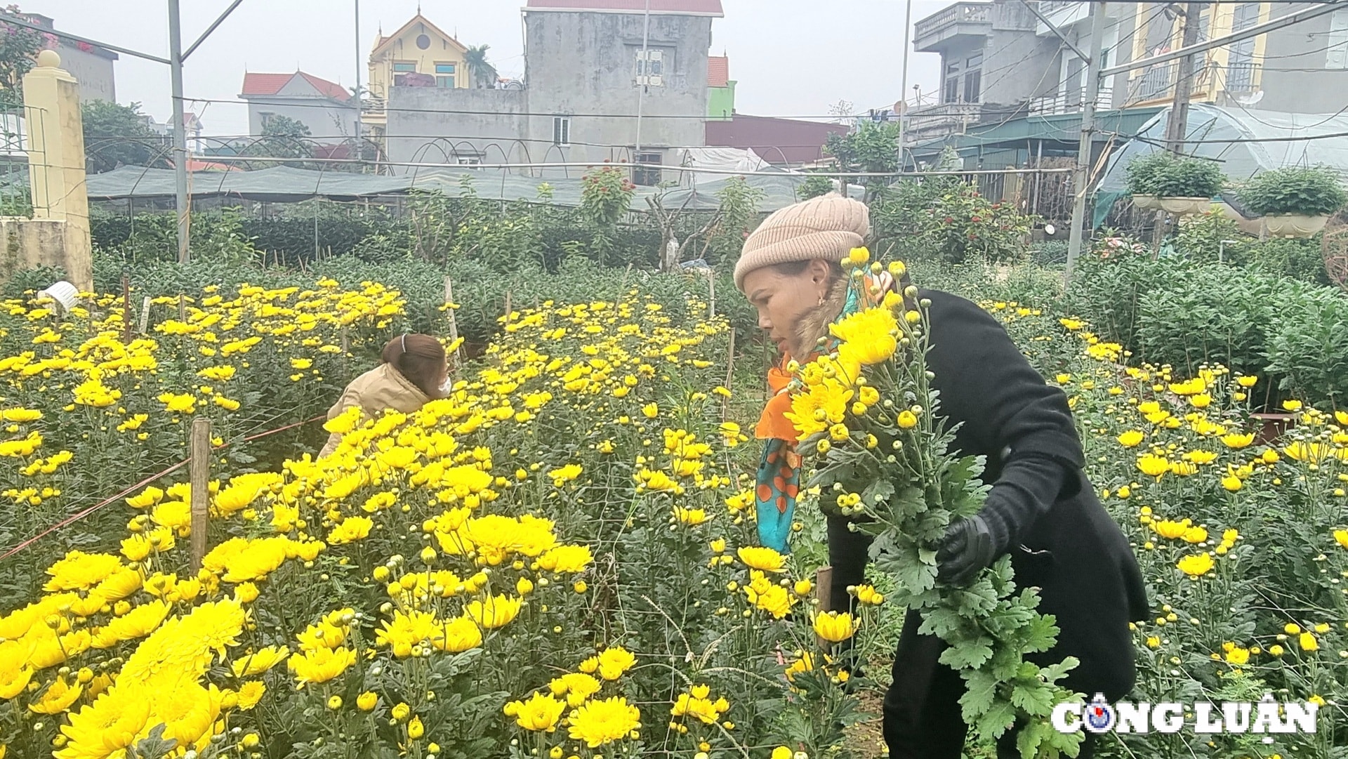 lang trong hoa lon nhat ninh binh hoi ha vao tet hinh 4