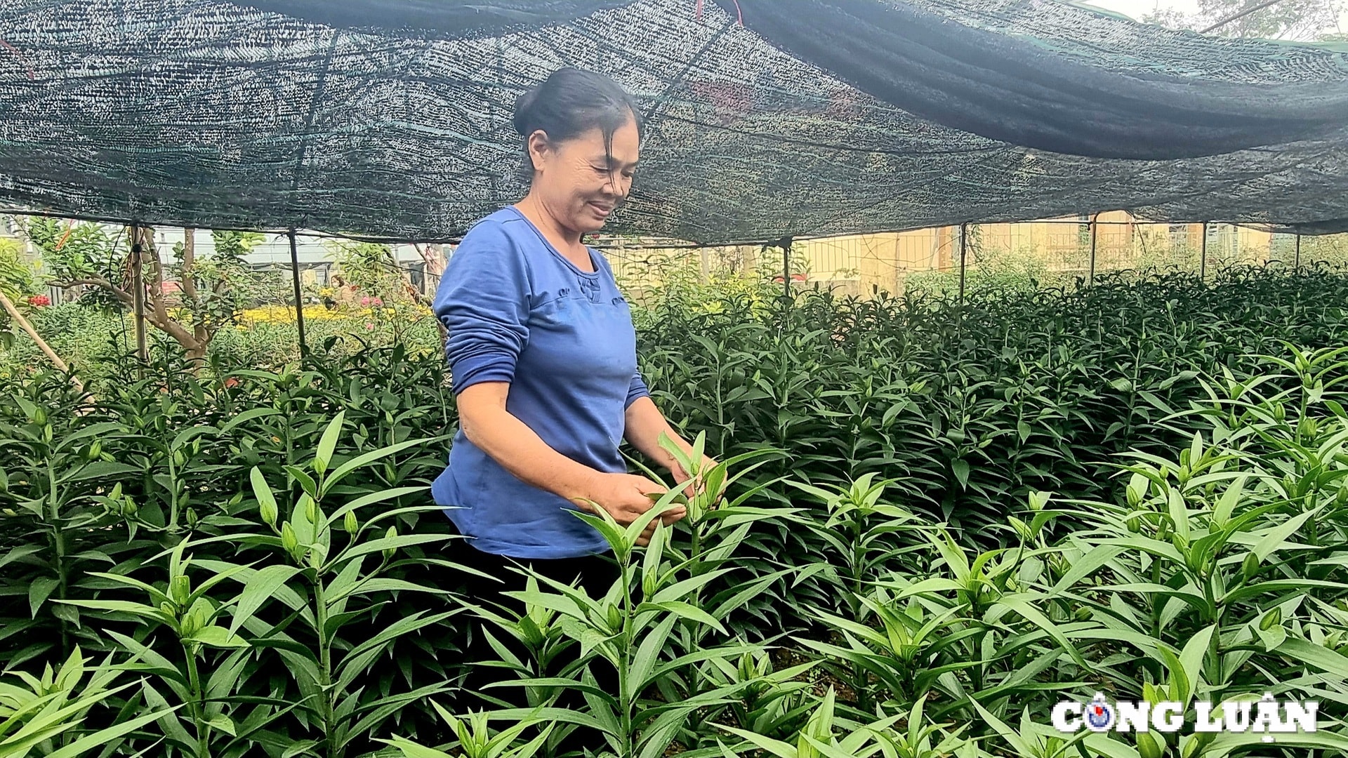 lang trong hoa lon nhat ninh binh hoi ha vao tet hinh 3