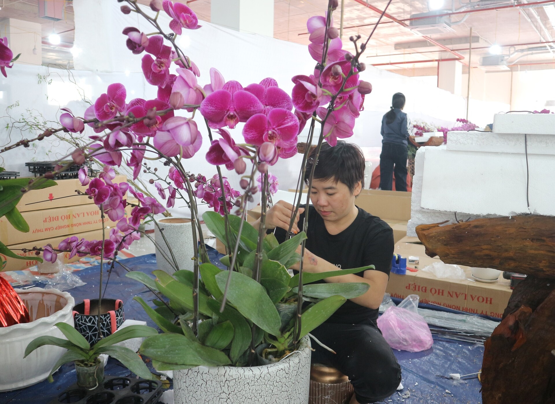tho cam hoa lan dip tet nghe hai ra tien moi nam chi co mot lan hinh 2