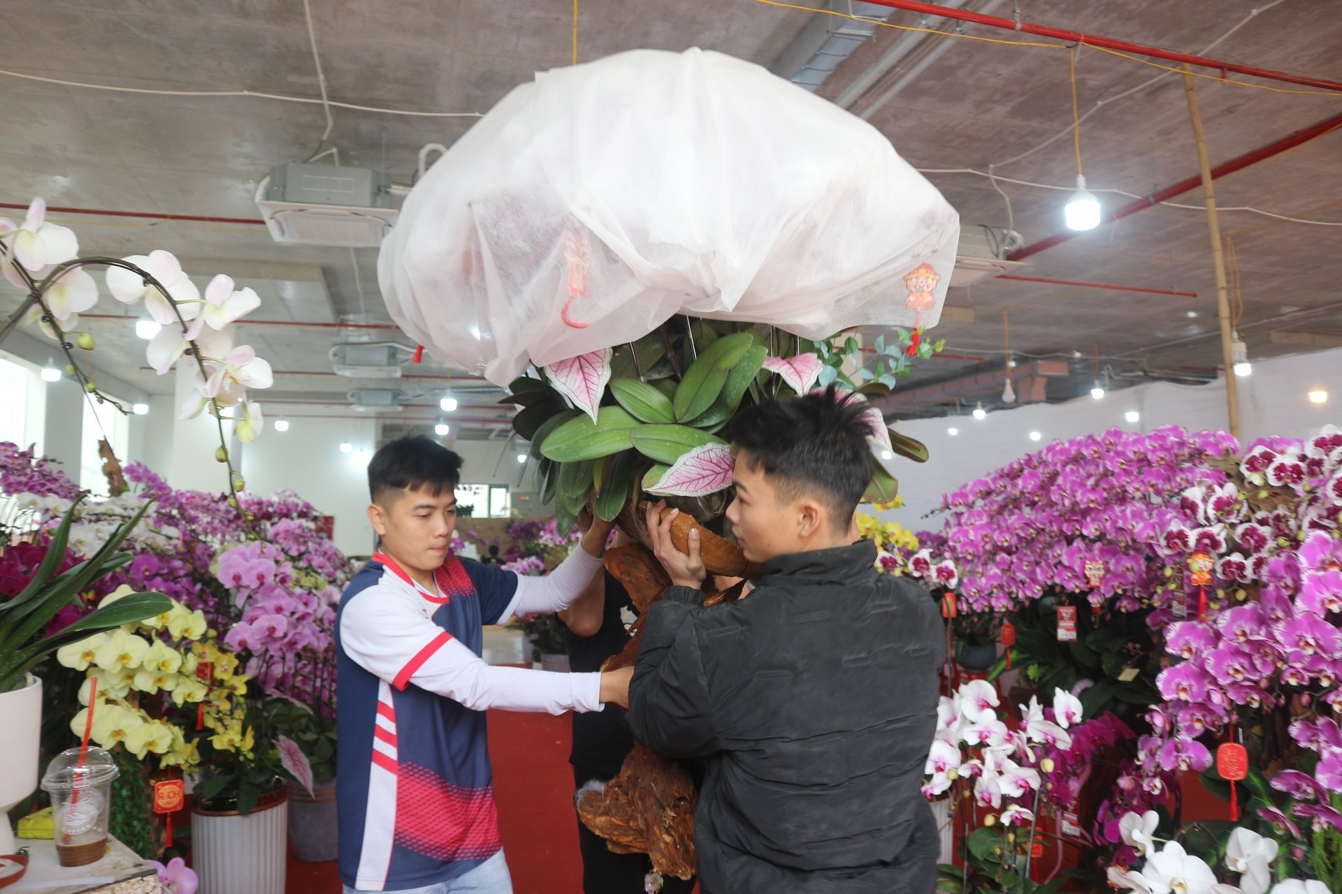 tho cam hoa lan dip tet nghe hai ra tien moi nam chi co mot lan hinh 3