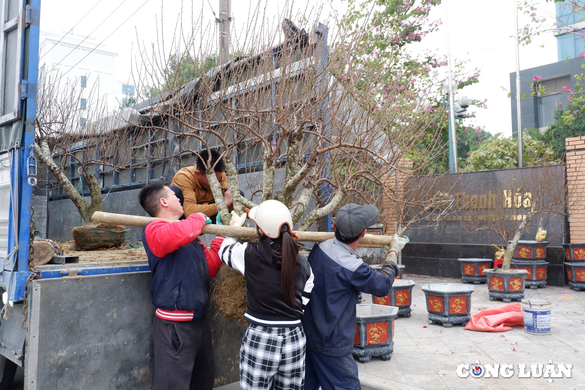thanh hoa dao co buoi the nhon nhip xuong pho hinh 10